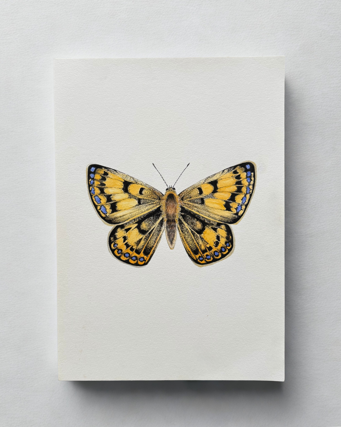 Pepe Para Riki (Copper Butterfly) 2021