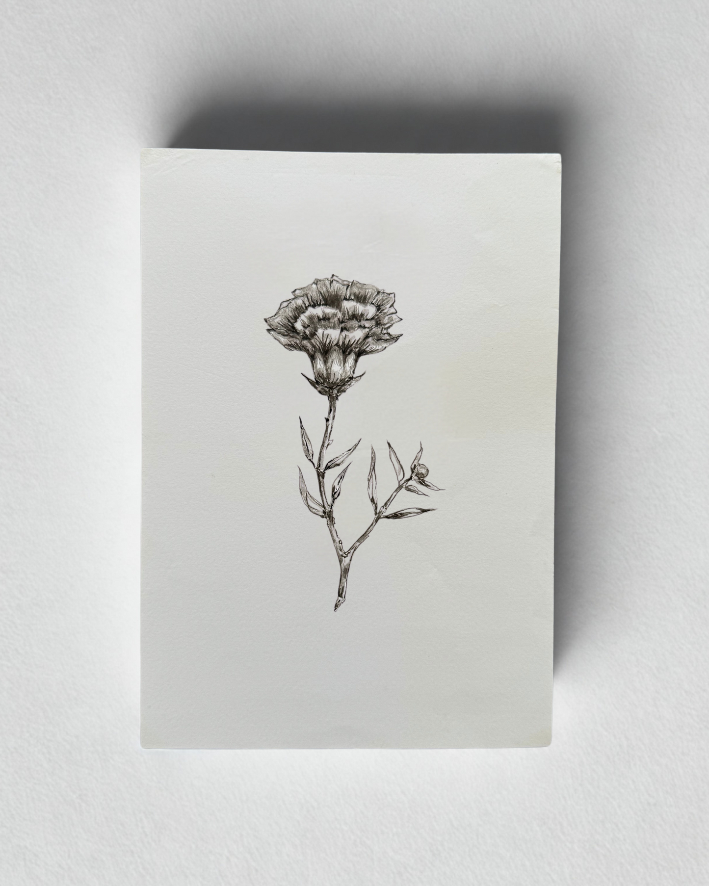 Chrysanthemum - 2021