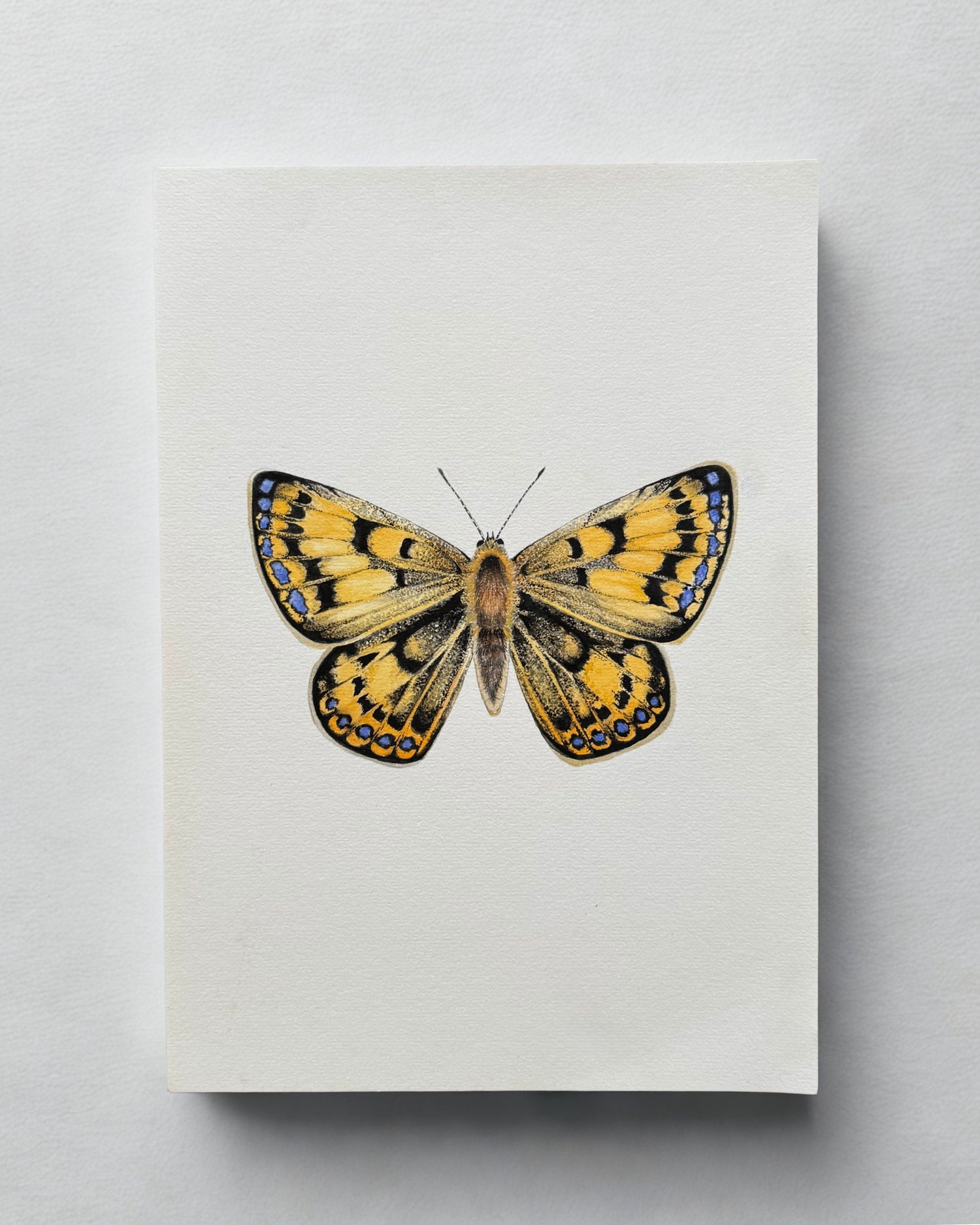 Fauna and Flora Collection