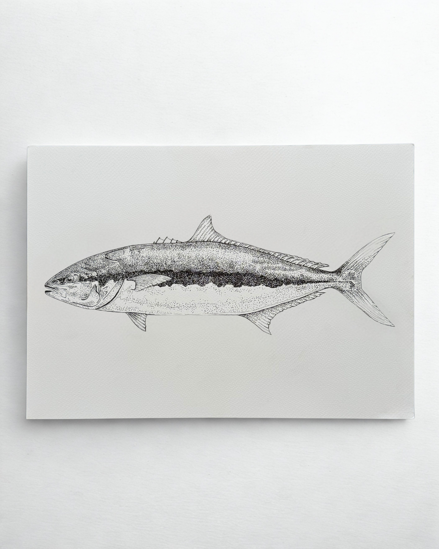 Haku (Yellowtail Kingfish)