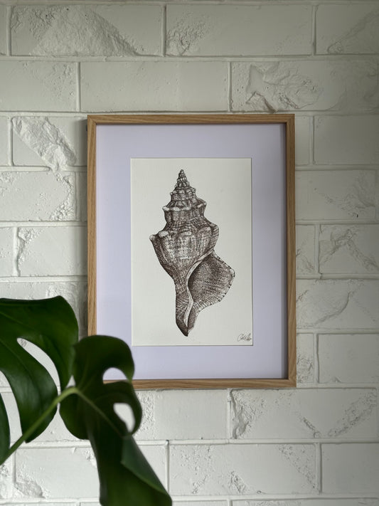 Conch - 2025