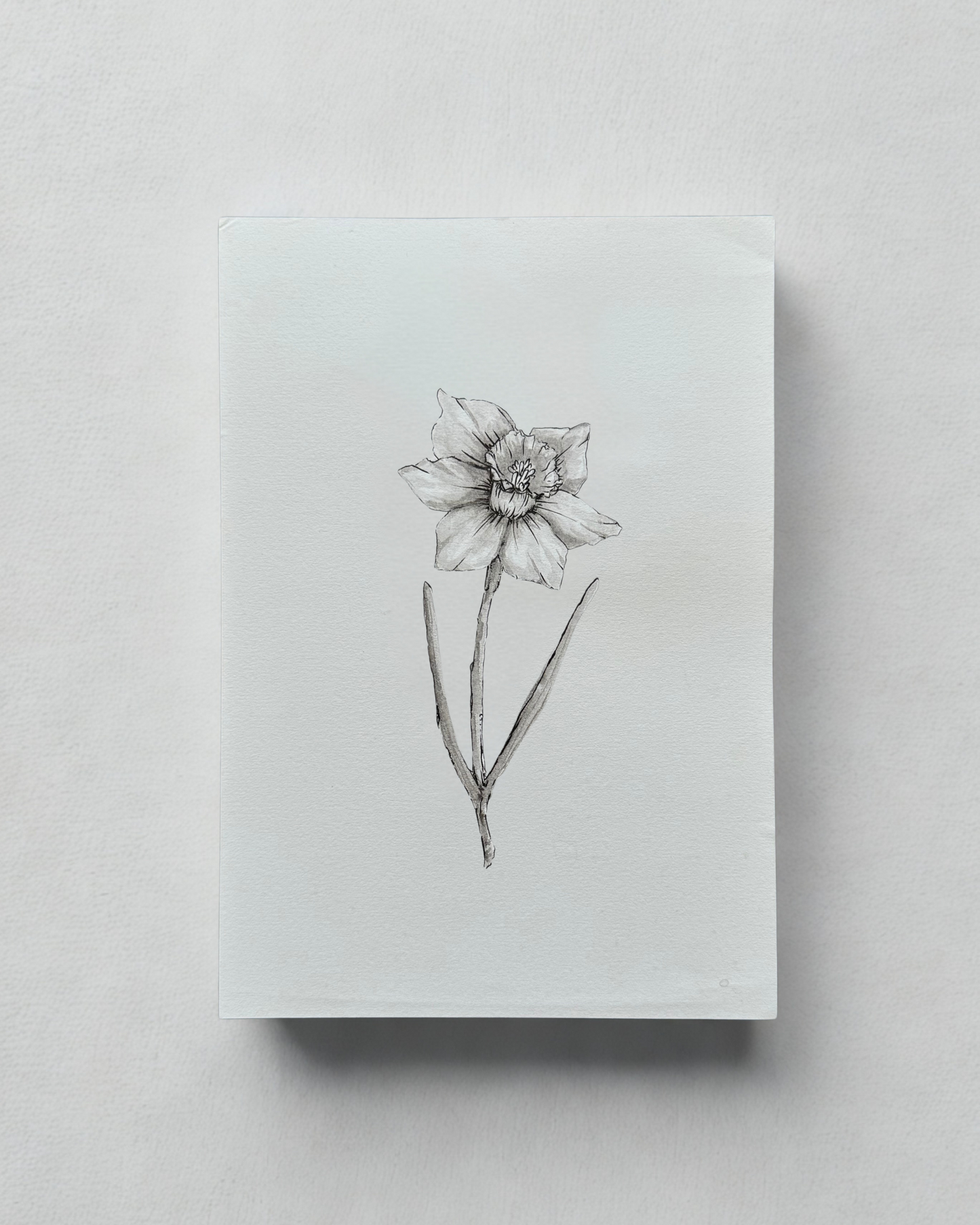 Daffodil - 2021