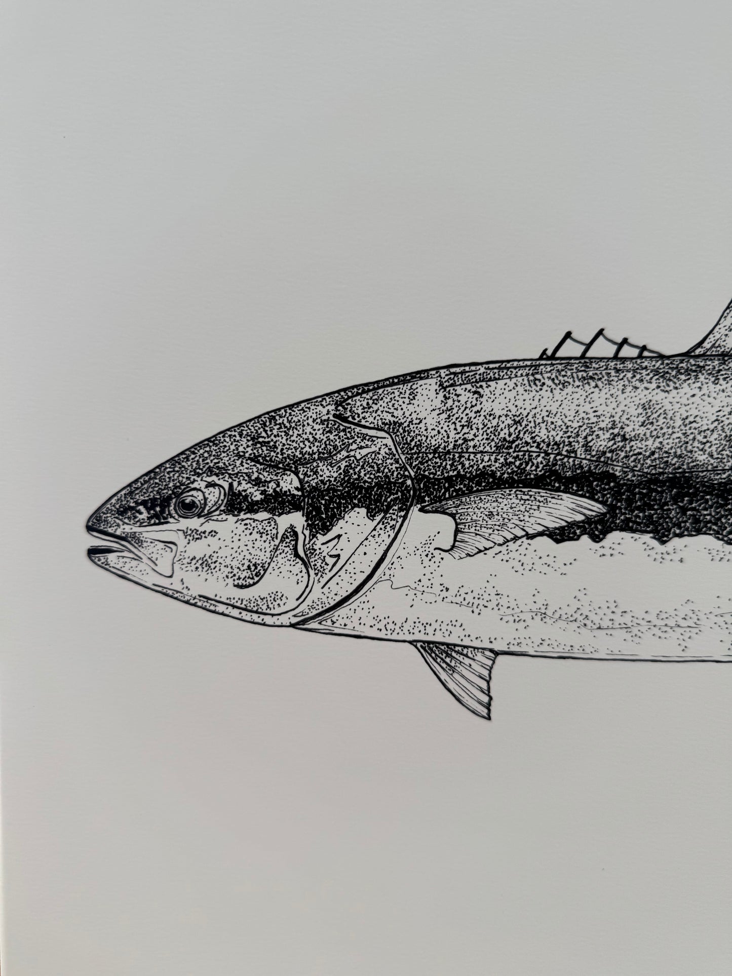 Haku (Yellowtail Kingfish)