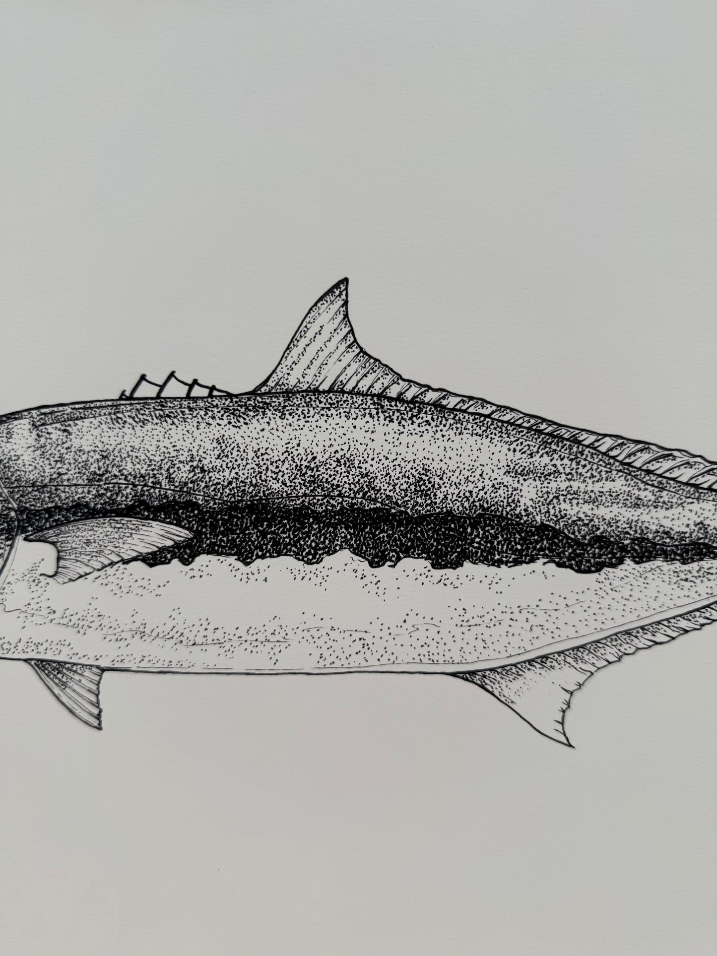 Haku (Yellowtail Kingfish)