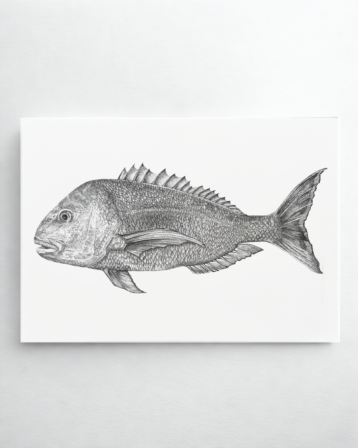 Tamure (Snapper) - 2025